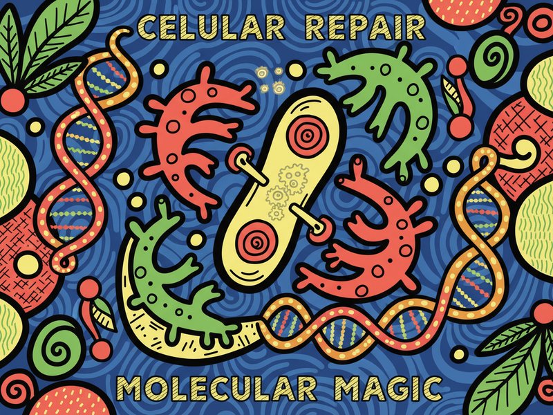 cellular repair at a molecular level